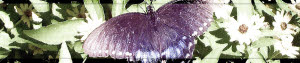 preview-butterfly1
