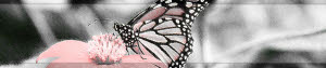 preview-butterfly2